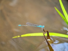Pseudagrion microcephalum