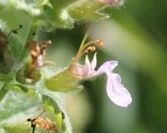 Teucrium scordium