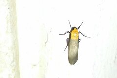 Lithosia quadra