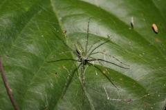 Hygropoda lineata