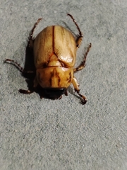 Cyclocephala signaticollis