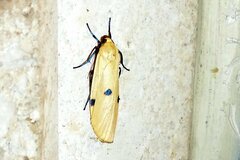 Lithosia quadra