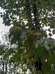 Camptotheca acuminata