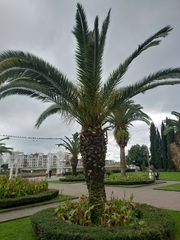 Phoenix canariensis