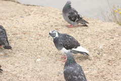 Columba livia domestica