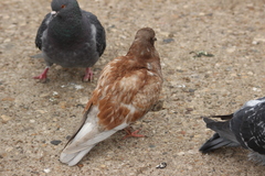 Columba livia domestica