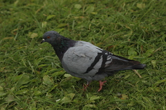 Columba livia domestica