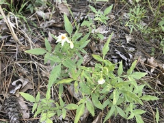 Solanum jamesii