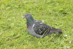 Columba livia domestica