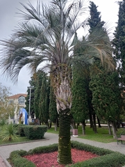 Butia capitata