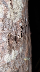 Lysiphragma epixyla