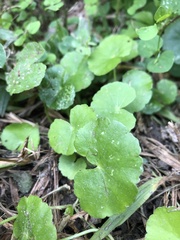 Hydrocotyle leucocephala