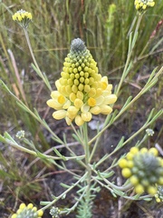 Comesperma