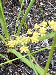 Lomandra