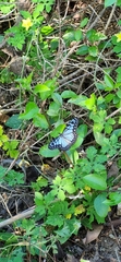 Ideopsis juventa