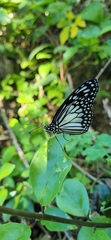 Ideopsis juventa