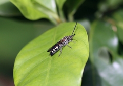 Campsomerinae