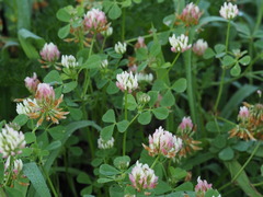 Trifolium
