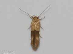 Stathmopoda auriferella