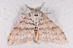 Lymantria brotea