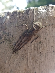 Pandercetes