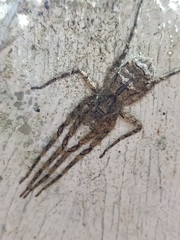 Pandercetes