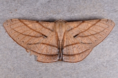 Dalima patularia