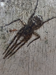 Pandercetes