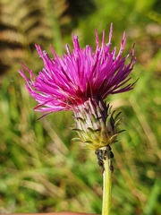 Carduus defloratus