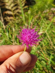 Carduus defloratus