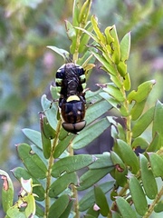 Odontomyia hunteri