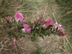 Ononis spinosa spinosa