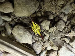 Gasteracantha sauteri