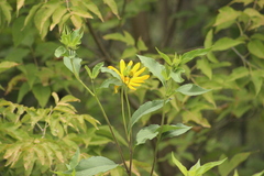 Helianthus tuberosus