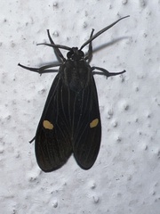 Aclytia