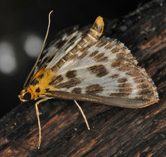 Anania hortulata