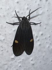 Aclytia