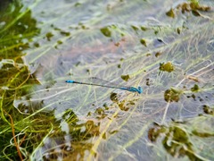 Pseudagrion