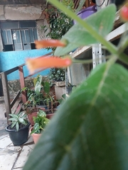 Russelia equisetiformis