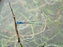 Pseudagrion