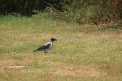 Corvus cornix