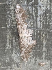 Thysania agrippina