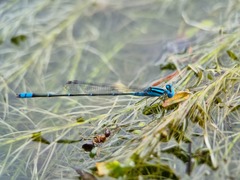 Pseudagrion