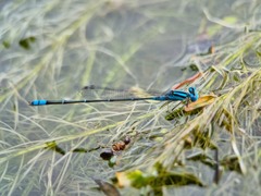 Pseudagrion