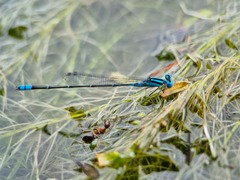 Pseudagrion