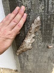 Thysania agrippina