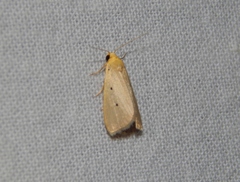 Mimasura tripunctoides