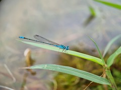 Pseudagrion