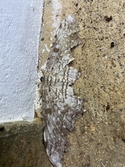 Thysania agrippina