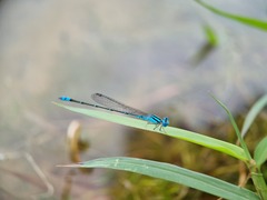 Pseudagrion